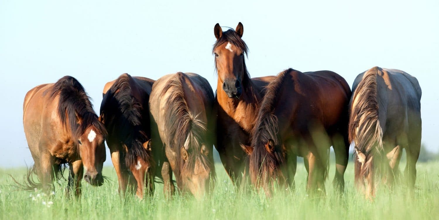 ‘Het Nieuwe Voeren', terug naar de natuurlijke ruwvoerbehoefte en paardenvoeding